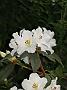 Rhodo White Wings